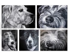 Pet Portraits