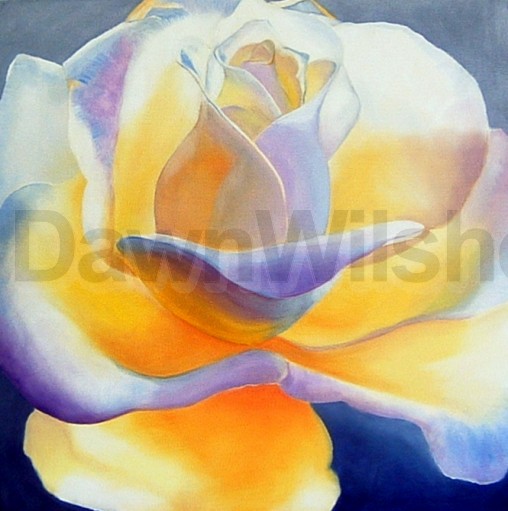 Meditation on a Rose